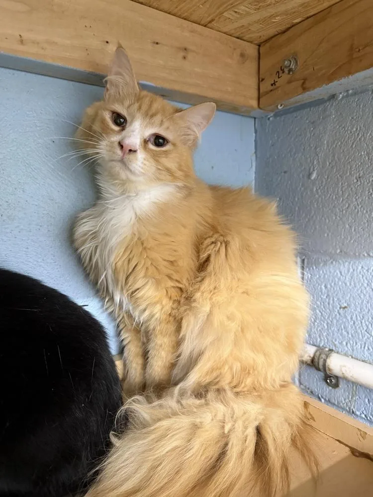 An adult medium-sized male Tabby (Orange / Red) Domestic Long Hair cat named Arson for adoption in West Mifflin, PA