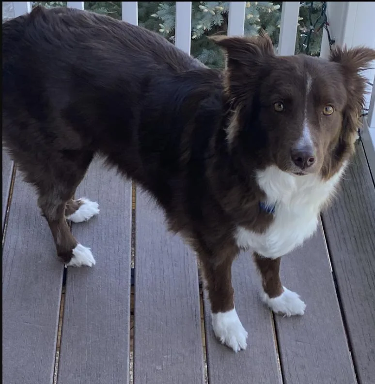 An adult medium-sized female Australian Shepherd dog named Lady for adoption in Ringwood, IL