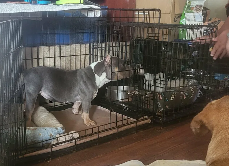 An adult medium-sized female Gray / Blue / Silver Pit Bull Terrier dog named Raja Gemini for adoption in Oklahoma City, OK