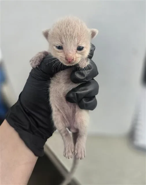 A baby medium-sized male Domestic Short Hair cat named Valor for adoption in Dallas, TX