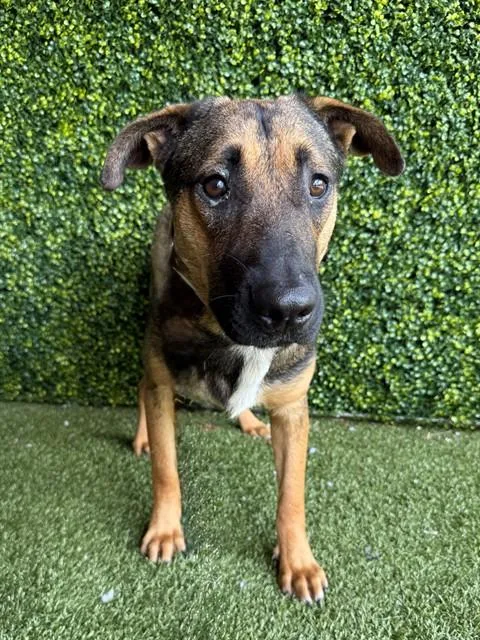 A young medium-sized male German Shepherd Dog dog named Pugsley for adoption in Naples, FL