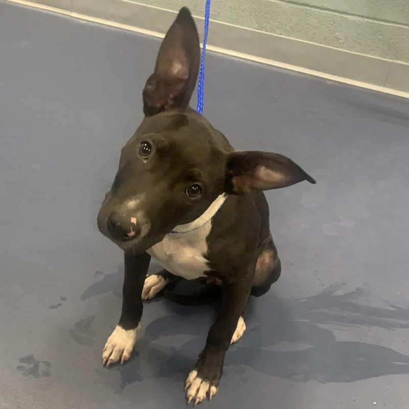 A baby medium-sized female Black Mixed Breed dog named Claudia for adoption in Greensboro, NC