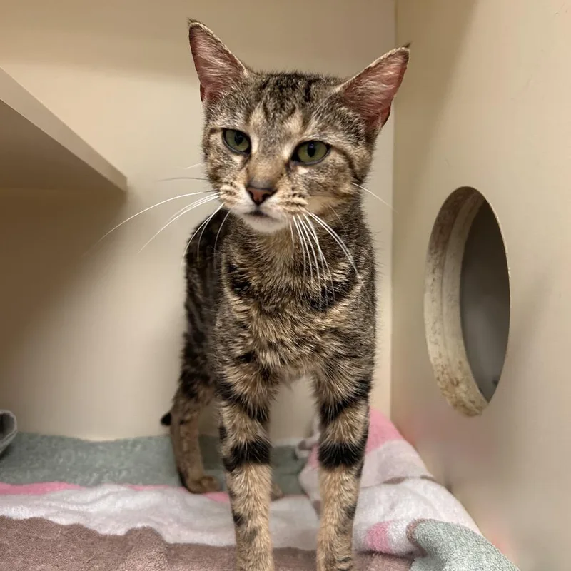 An adult medium-sized female Brown / Chocolate Domestic Short Hair cat named Shay for adoption in Waynesboro, PA