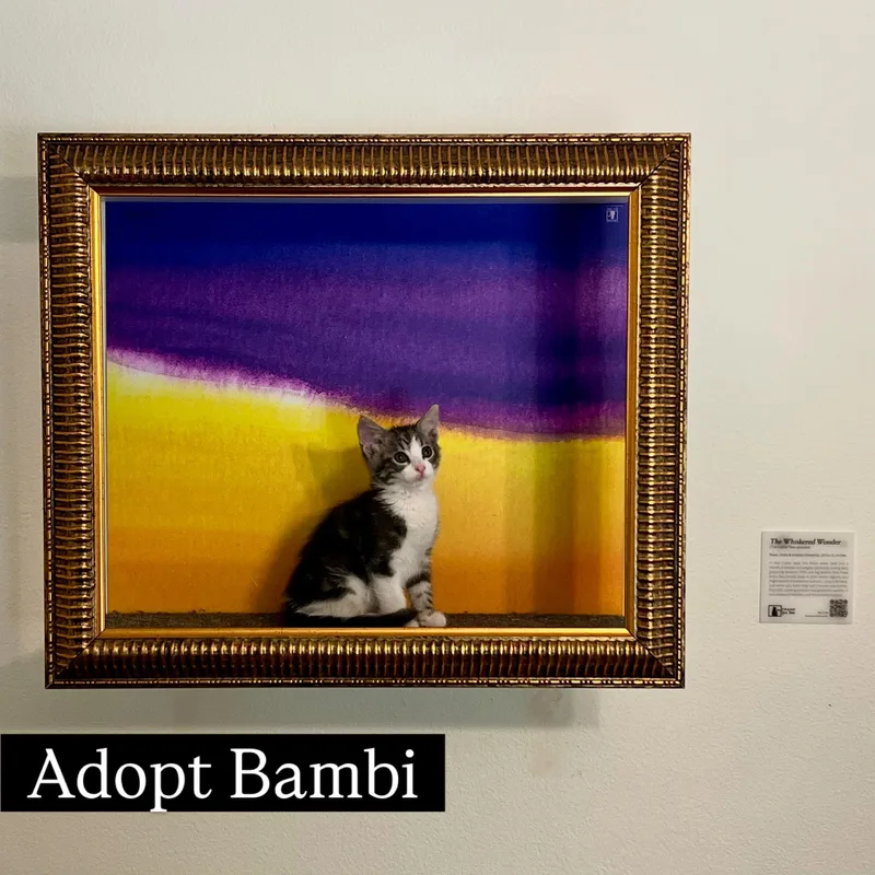 A baby small-sized female Tabby cat named Bambi for adoption in Los Angeles, CA