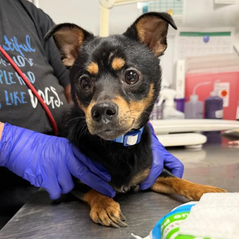 A young small-sized male Miniature Pinscher dog named Icee for adoption in Ewing, NJ