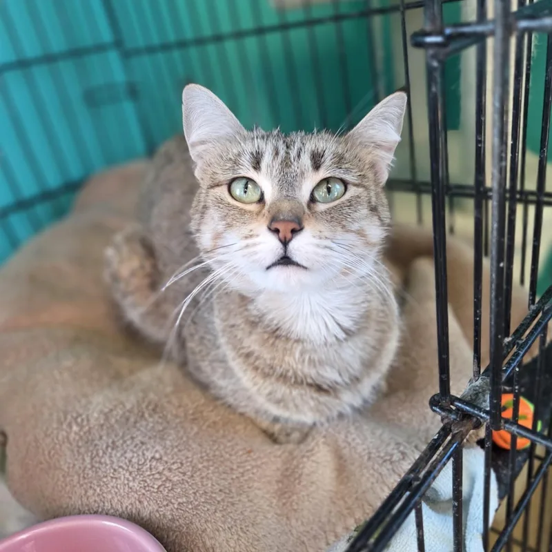 Leslie Knope thumbnail 2