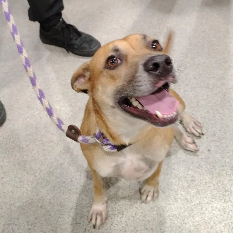 An adult medium-sized male Brown / Chocolate Mixed Breed dog named Dumbo for adoption in Tampa, FL