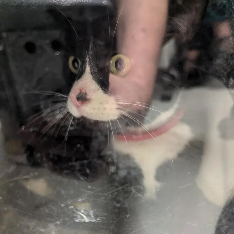 A young large-sized male Black Domestic Short Hair cat named Columbo for adoption in Charlottesville, VA