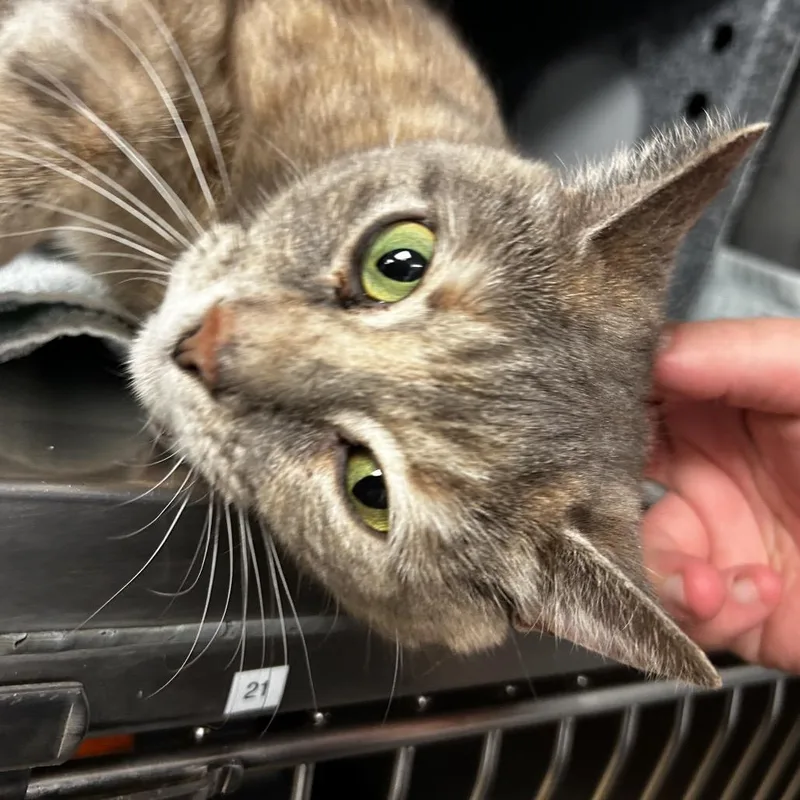 An adult medium-sized female Tortoiseshell Domestic Short Hair cat named Lock Haven for adoption in Birdsboro, PA