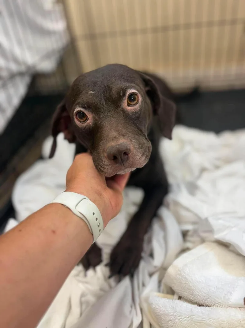 An adult medium-sized female Brown / Chocolate Mixed Breed dog named Ginger for adoption in Myrtle Beach, SC