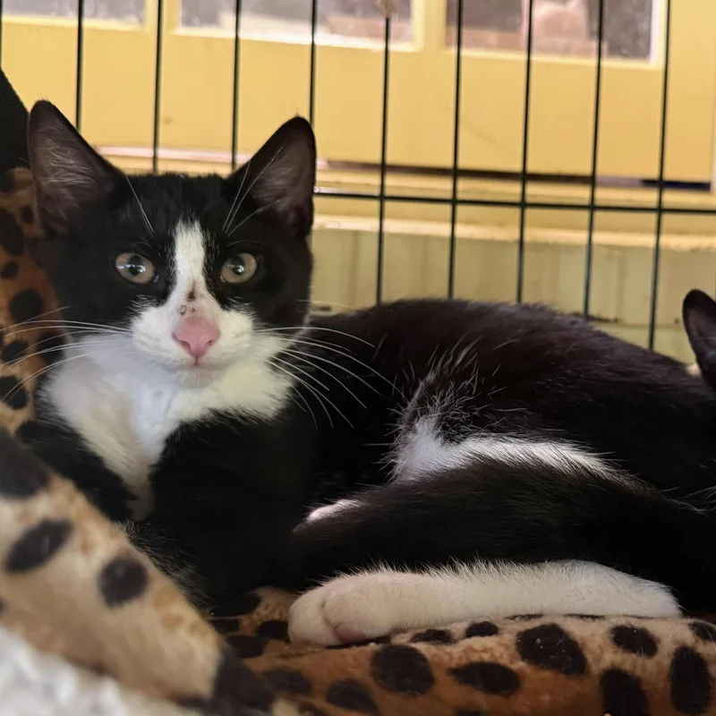 A young medium-sized male Black & White / Tuxedo Domestic Short Hair cat named Carlos for adoption in West Orange, NJ
