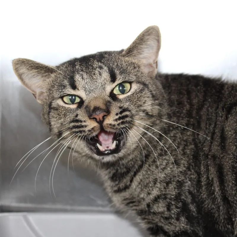 An adult large-sized male Brown / Chocolate Domestic Short Hair cat named Randy for adoption in Auburn, AL