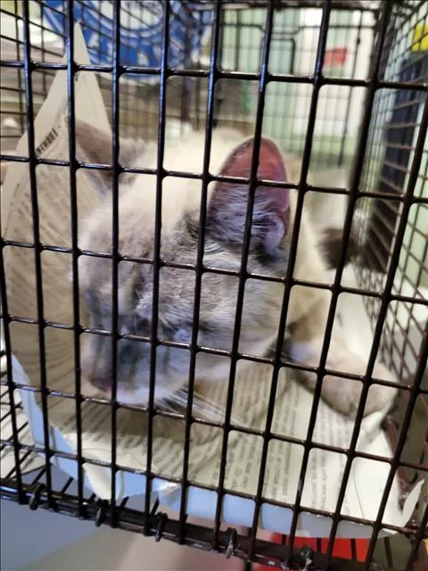 A senior large-sized female Domestic Short Hair cat named Sparky for adoption in Los Angeles, CA