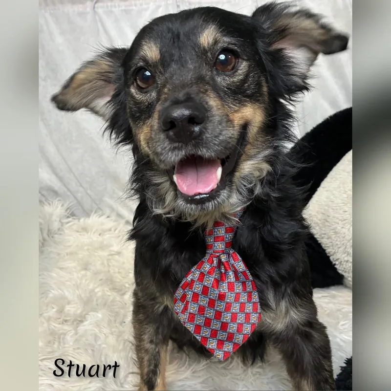 Stuart