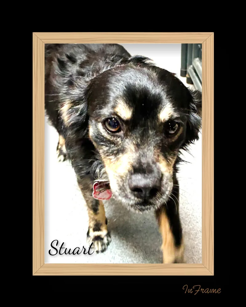 Stuart thumbnail 2