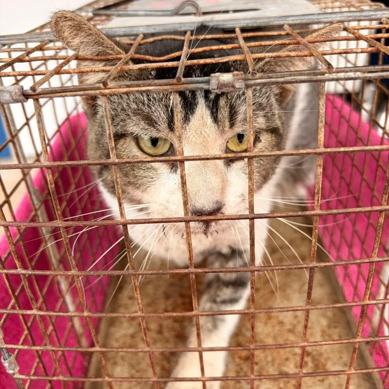 A senior large-sized male Gray / Blue / Silver Domestic Short Hair cat named Lobo for adoption in Edinburg, TX