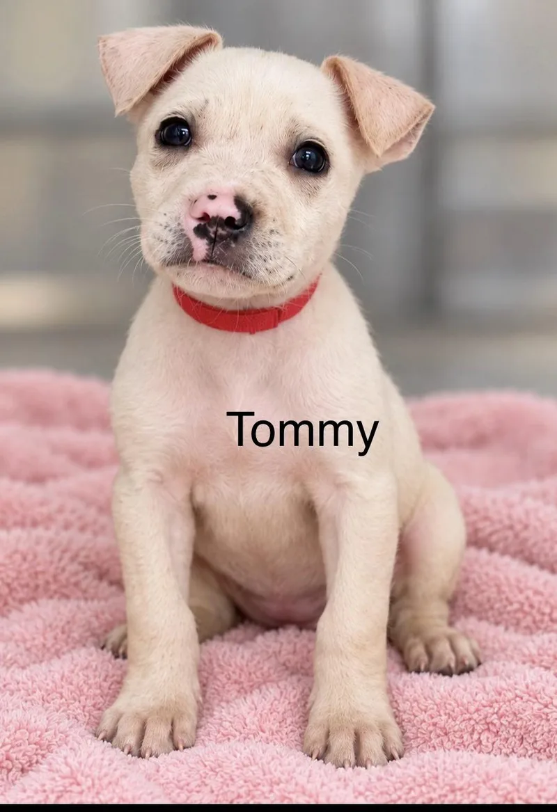 A baby medium-sized male Yellow / Tan / Blond / Fawn Retriever dog named Tommy for adoption in Pawleys Island, SC