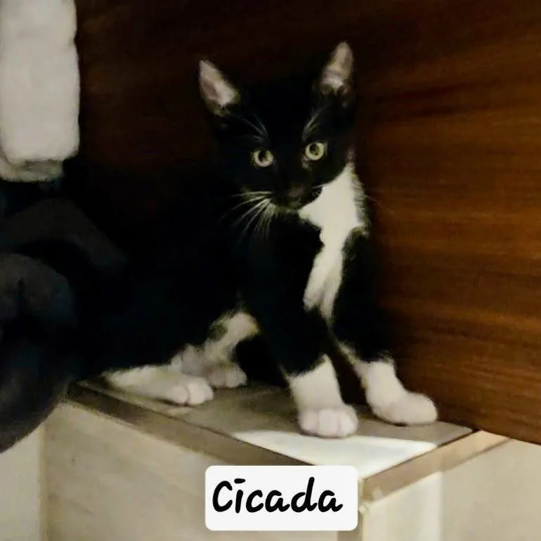 A young medium-sized female Black & White / Tuxedo Domestic Short Hair cat named Cicada for adoption in Flushing, NY