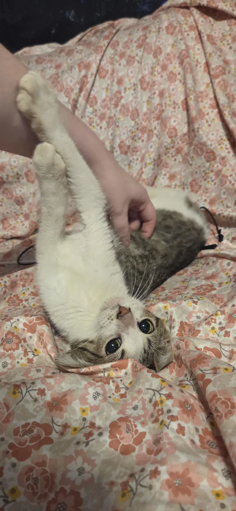 A young medium-sized male White Domestic Short Hair cat named Hanzo for adoption in Evansville, IN