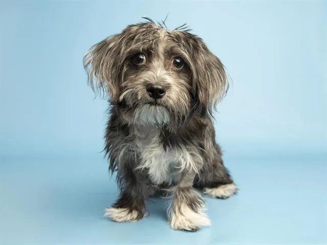 A young small-sized male Yorkshire Terrier dog named Bruzee for adoption in Phoenix, AZ