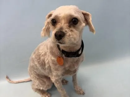 An adult small-sized male Bolognese dog named Milo for adoption in Woodbury, MN