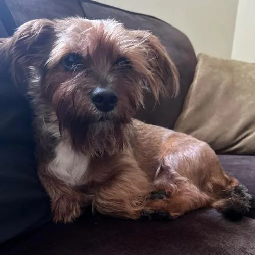An adult small-sized female Brown / Chocolate Yorkshire Terrier dog named Koda for adoption in Hamden, CT