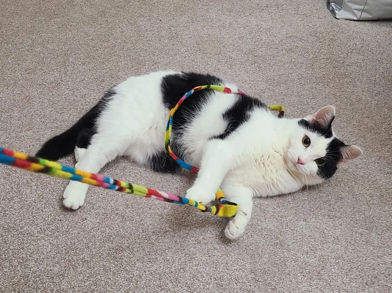 An adult medium-sized female Black & White / Tuxedo Domestic Short Hair cat named Cici for adoption in Milwaukee, WI