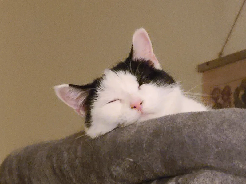 Cici thumbnail 3