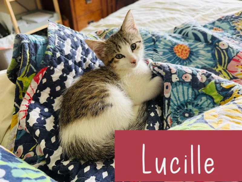 A baby small-sized female Domestic Short Hair cat named Lucille for adoption in Union Grove, WI