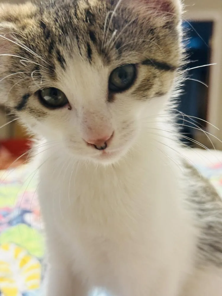 Lucille thumbnail 2