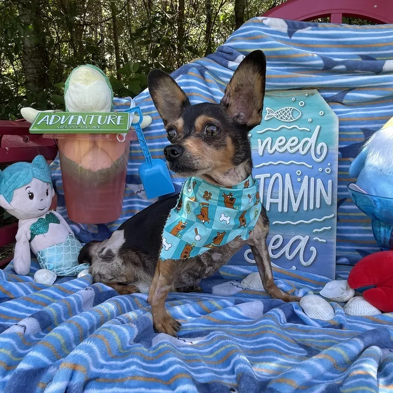 A senior small-sized male Chihuahua dog named Bingo for adoption in Sebring, FL
