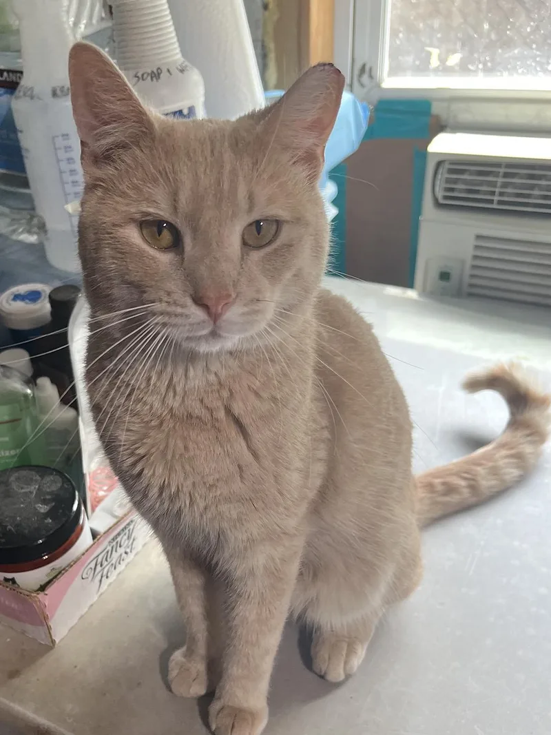 An adult medium-sized male Buff / Tan / Fawn Domestic Short Hair cat named Sandy Baltimore for adoption in Philadelphia, PA