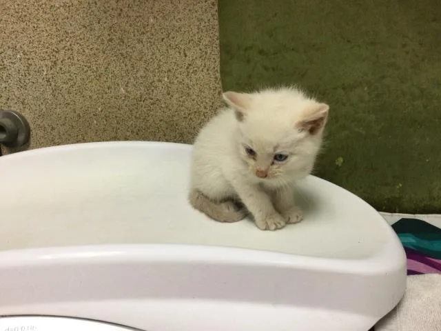 A baby small-sized male Domestic Short Hair cat named Wool for adoption in Riverside, CA