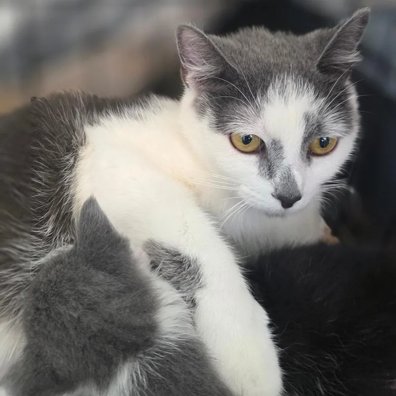 A young medium-sized female White Domestic Short Hair cat named Padme for adoption in Chapel Hill, NC