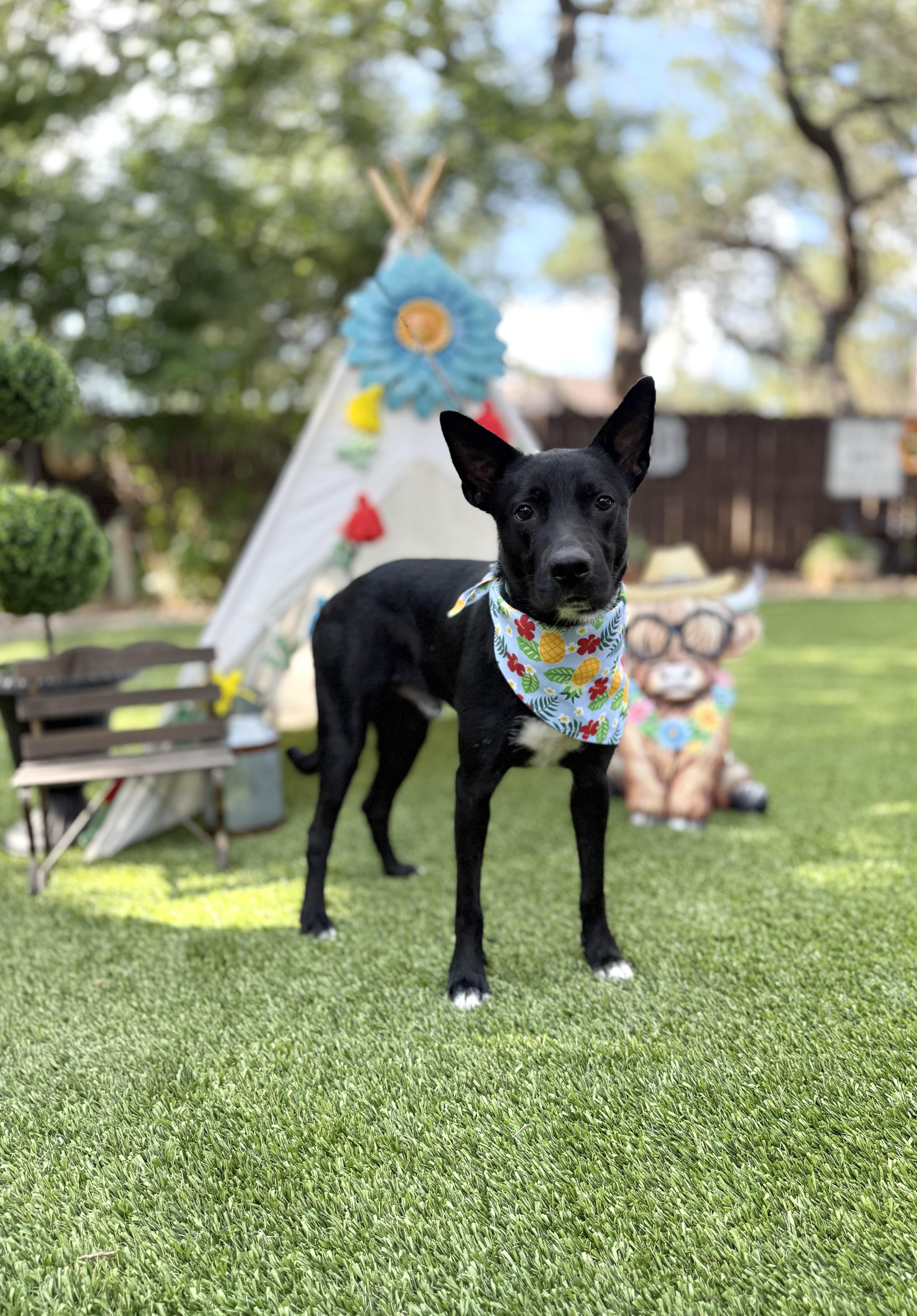 A young medium-sized male Black Belgian Shepherd / Malinois dog named Ned for adoption in Mico, TX