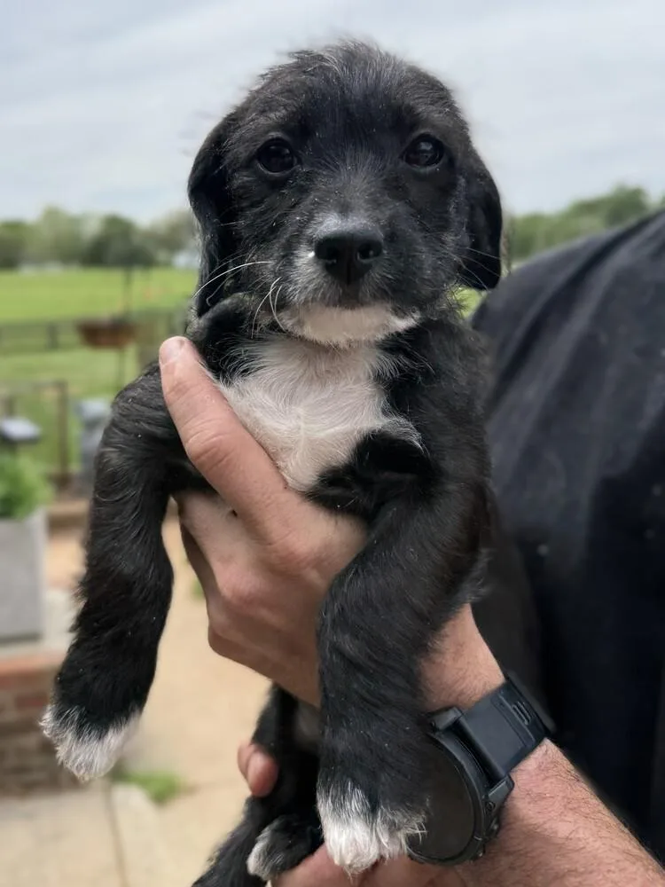 A baby small-sized female Black Chihuahua dog named May for adoption in Hartwell, GA
