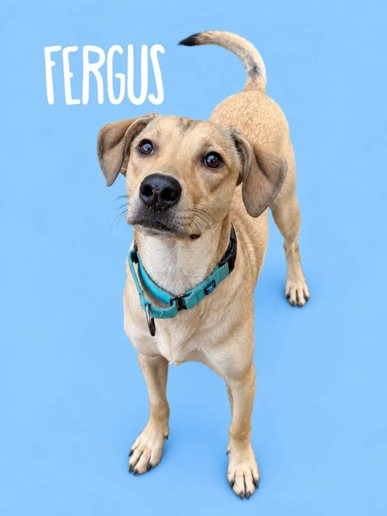 A baby medium-sized male Mixed Breed dog named Furgus for adoption in Rutherfordton, NC