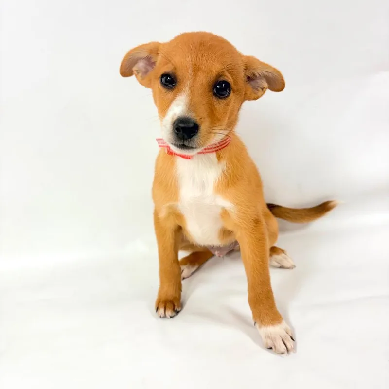A baby small-sized female Australian Shepherd dog named Puddin for adoption in Parker, CO
