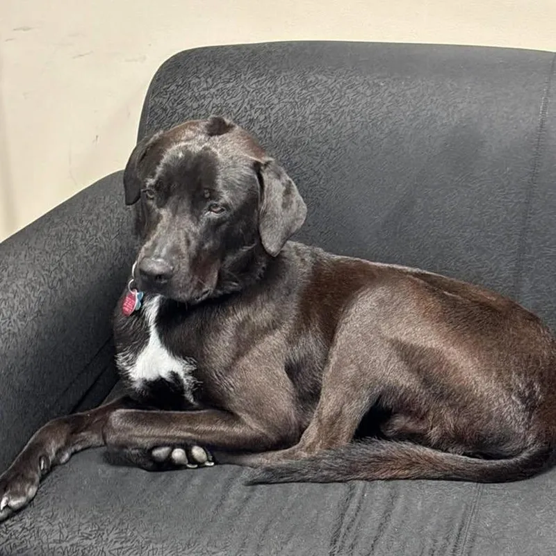 A young medium-sized male Black Labrador Retriever dog named Shadow for adoption in Martinsburg, WV