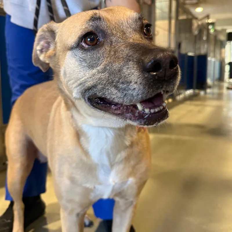A senior large-sized female Yellow / Tan / Blond / Fawn Terrier dog named Cornbread for adoption in Abilene, TX