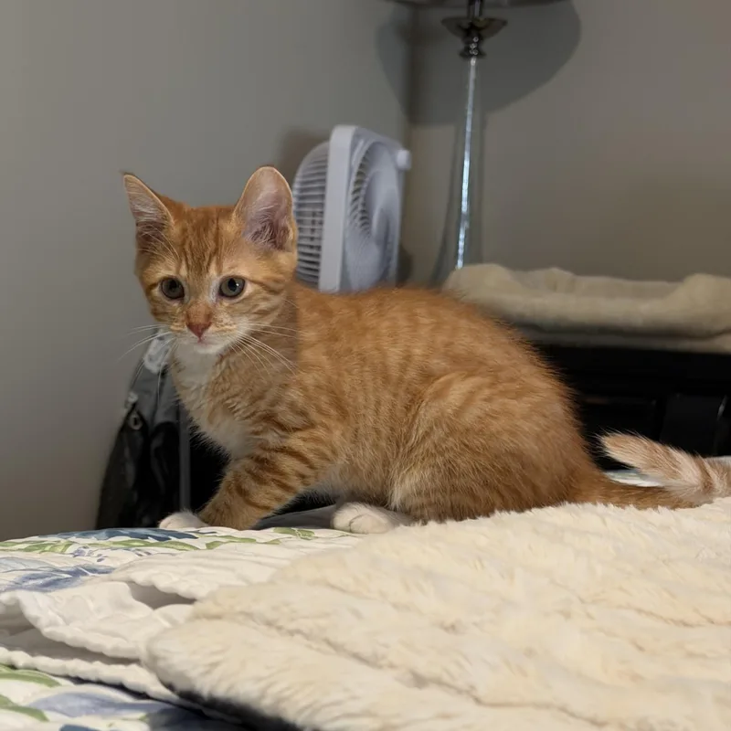 A baby medium-sized male Orange & White Domestic Short Hair cat named Isaac for adoption in Murfreesboro, TN