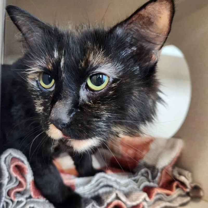 A young medium-sized female Domestic Long Hair cat named Mavis for adoption in Reno, NV