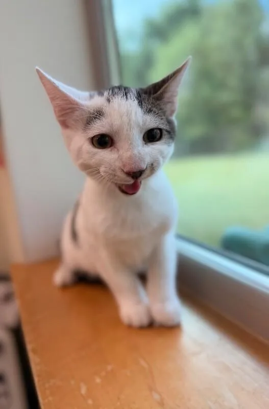 A young medium-sized male White Domestic Short Hair cat named Morris for adoption in Disputanta, VA