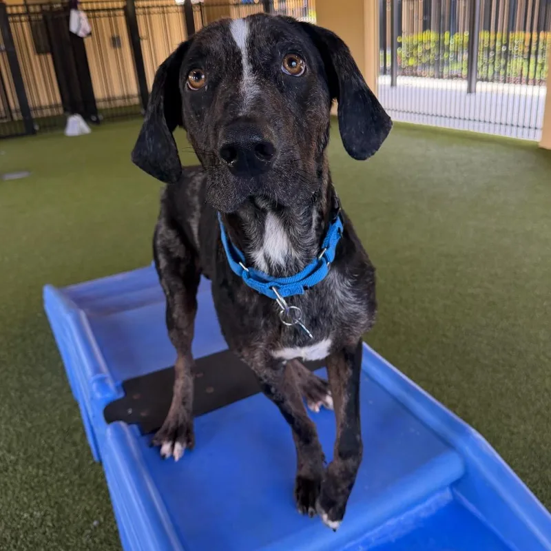 A young medium-sized male Brown / Chocolate Mixed Breed dog named Hercules for adoption in West Palm Beach, FL