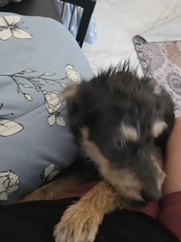 Peppa
