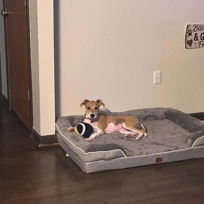 A baby medium-sized female Yellow / Tan / Blond / Fawn American Foxhound dog named Penelope for adoption in Ferndale, MI