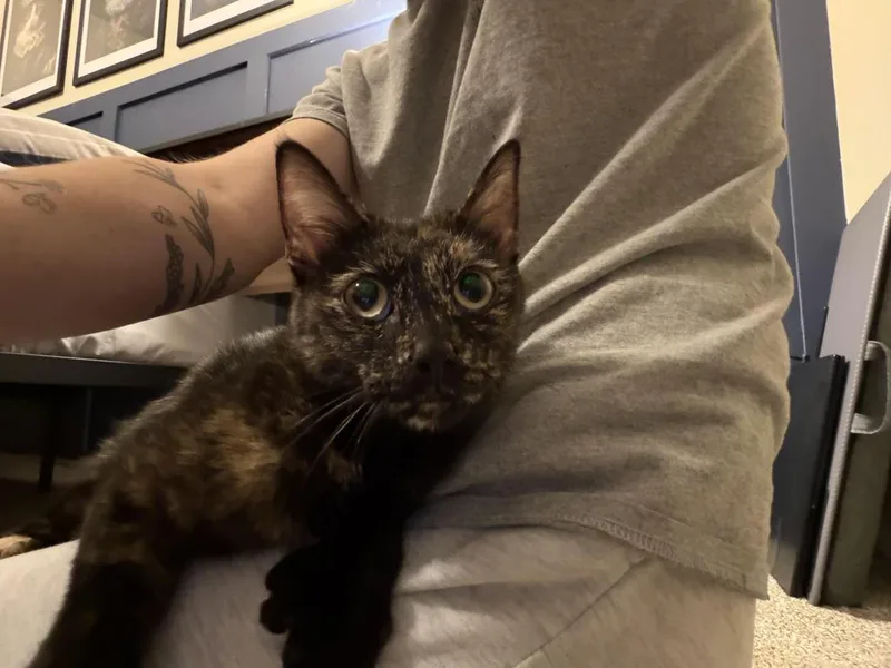 A young medium-sized female Domestic Short Hair cat named Jackie for adoption in Cloquet, MN