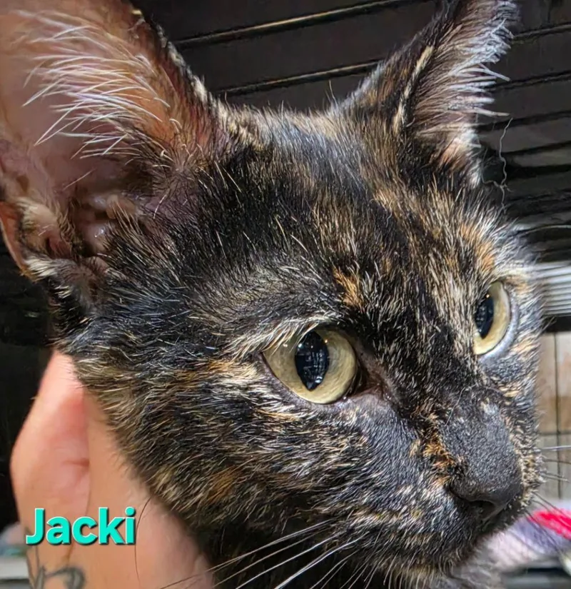 Jackie thumbnail 2