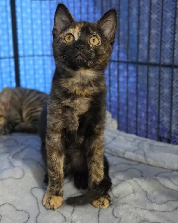 A baby small-sized female Domestic Short Hair cat named Aveda for adoption in Novato, CA
