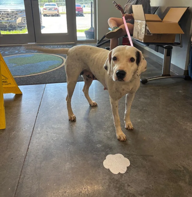 An adult medium-sized female Pit Bull Terrier dog named Luna for adoption in Gautier, MS